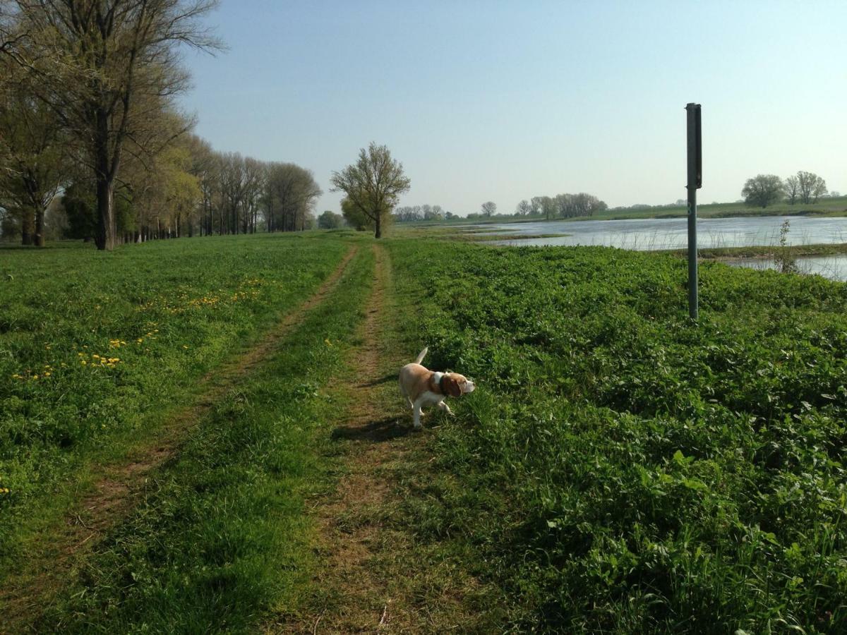 An Den Elbwiesen Gz Fewo Elbeblick Nur Nichtraucher Dommitzsch Esterno foto